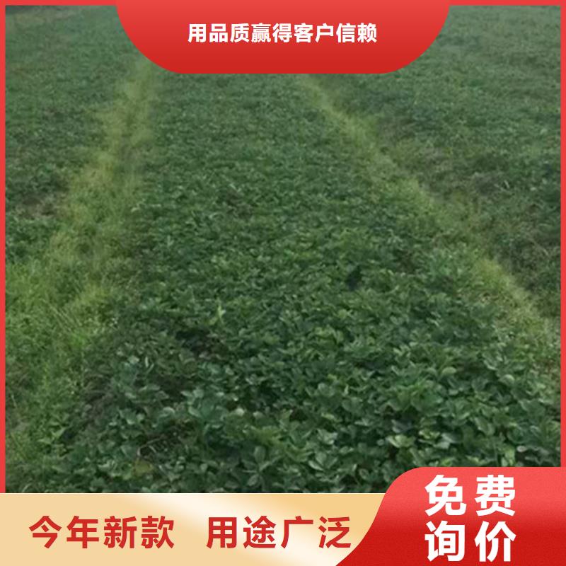 草莓苗,油桃樹苗種類豐富