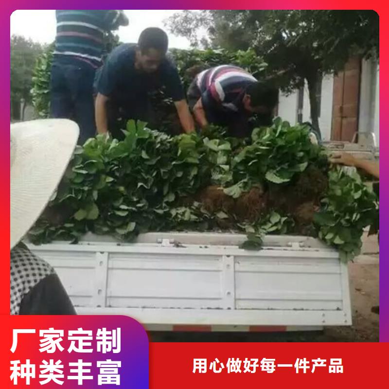 草莓苗-胭脂脆桃樹苗品質(zhì)優(yōu)選