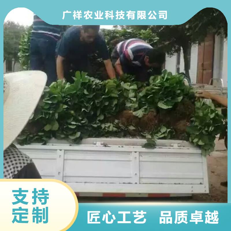 草莓苗_吉塞拉6号砧木订制批发