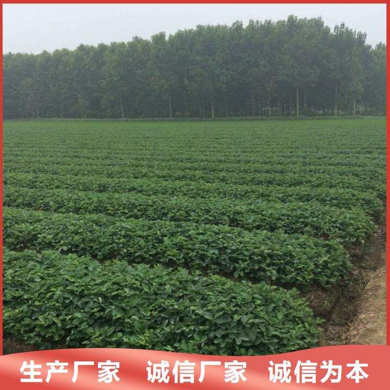草莓苗-葡萄苗基地多年行业积累