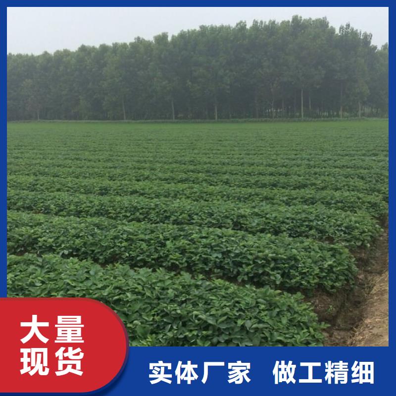 草莓苗-冬雪蜜桃樹苗全新升級品質保障