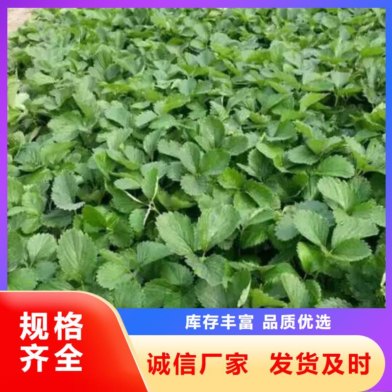 草莓苗胭脂脆桃树苗价格公道合理