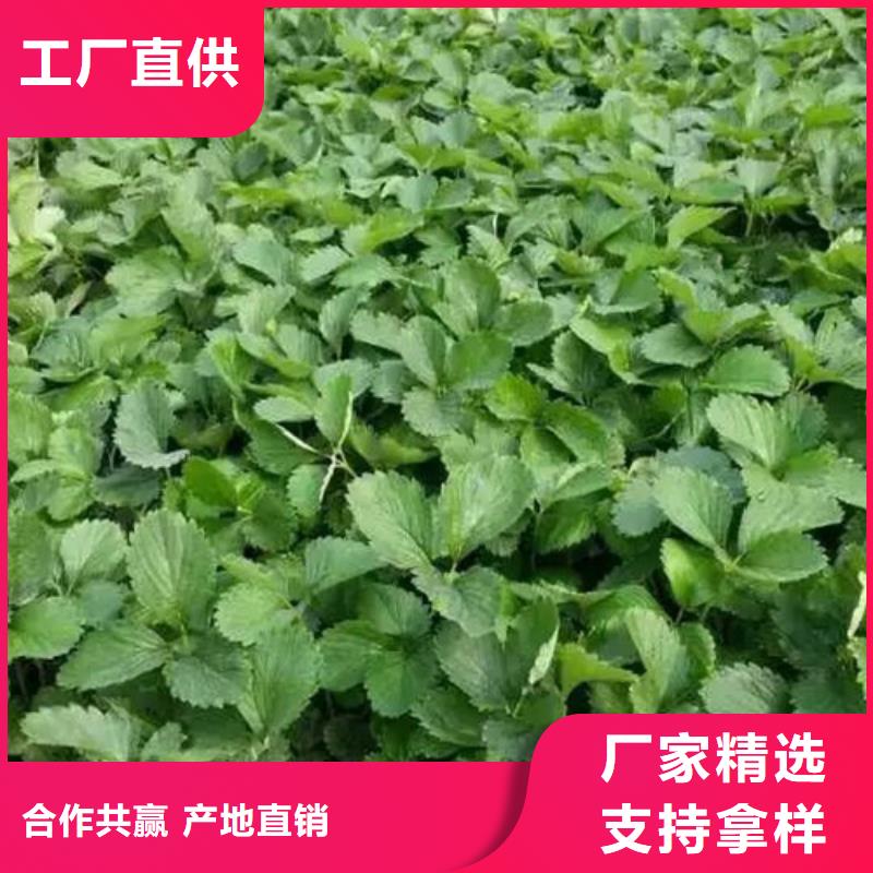 草莓苗,吉塞拉6號砧木多年行業(yè)積累
