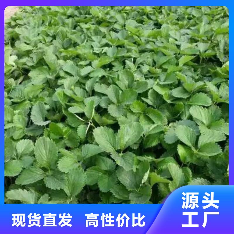【草莓苗桃樹苗專業(yè)生產(chǎn)團(tuán)隊(duì)】