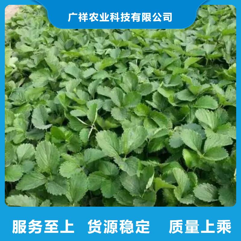 草莓苗大棚草莓苗材质实在