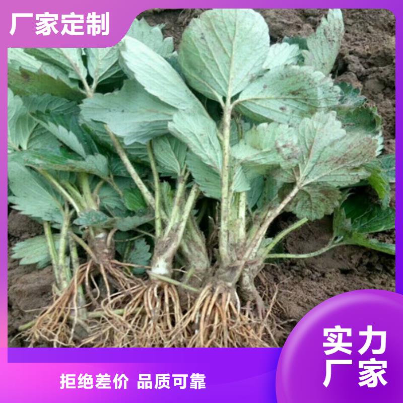 草莓苗大棚草莓苗廠家直營
