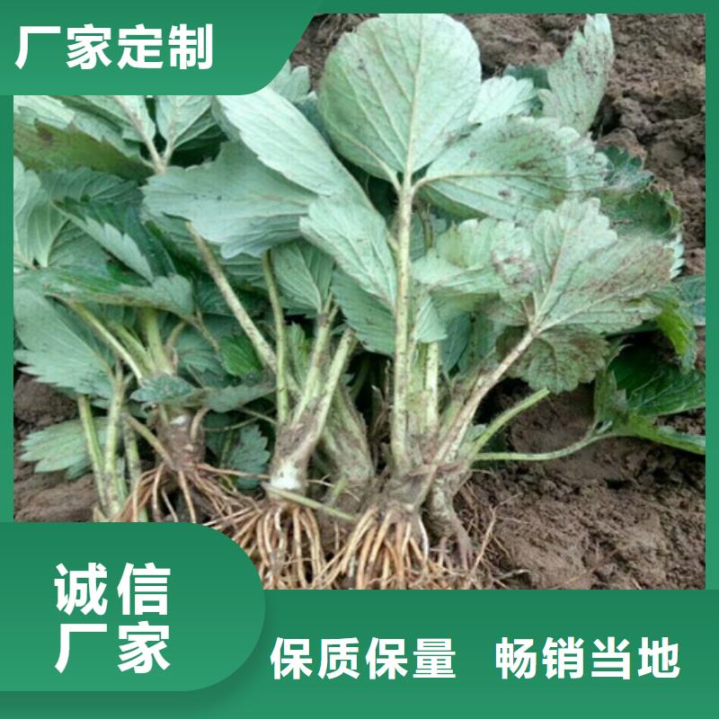 草莓苗_梨樹苗基地廠家供應