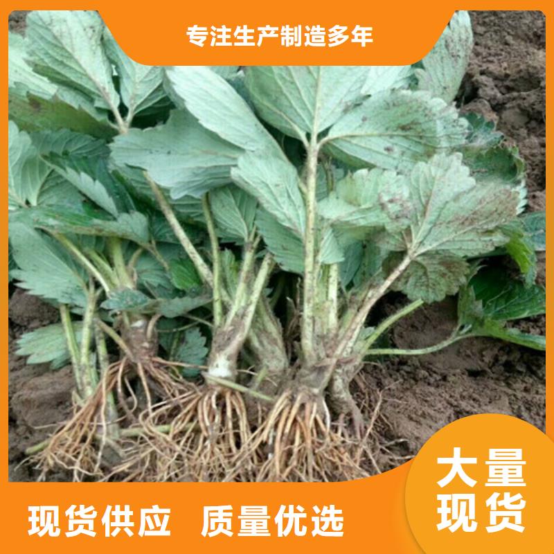 草莓苗 花椒樹苗批發(fā)價(jià)格