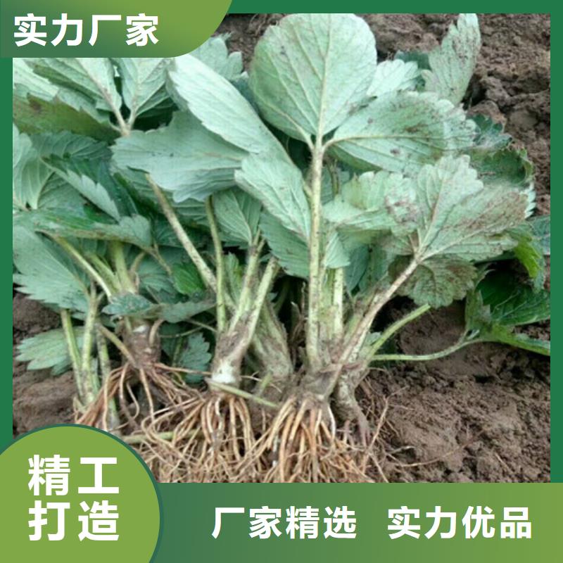 草莓苗珍珠棗油桃樹苗打造好品質(zhì)
