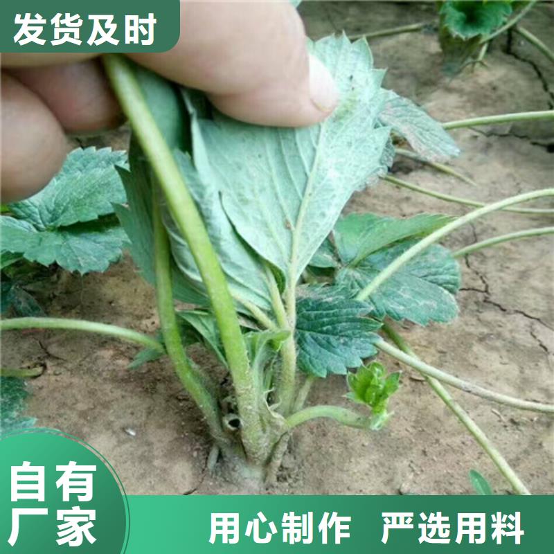 長(zhǎng)垣紅99草莓苗為您服務(wù)