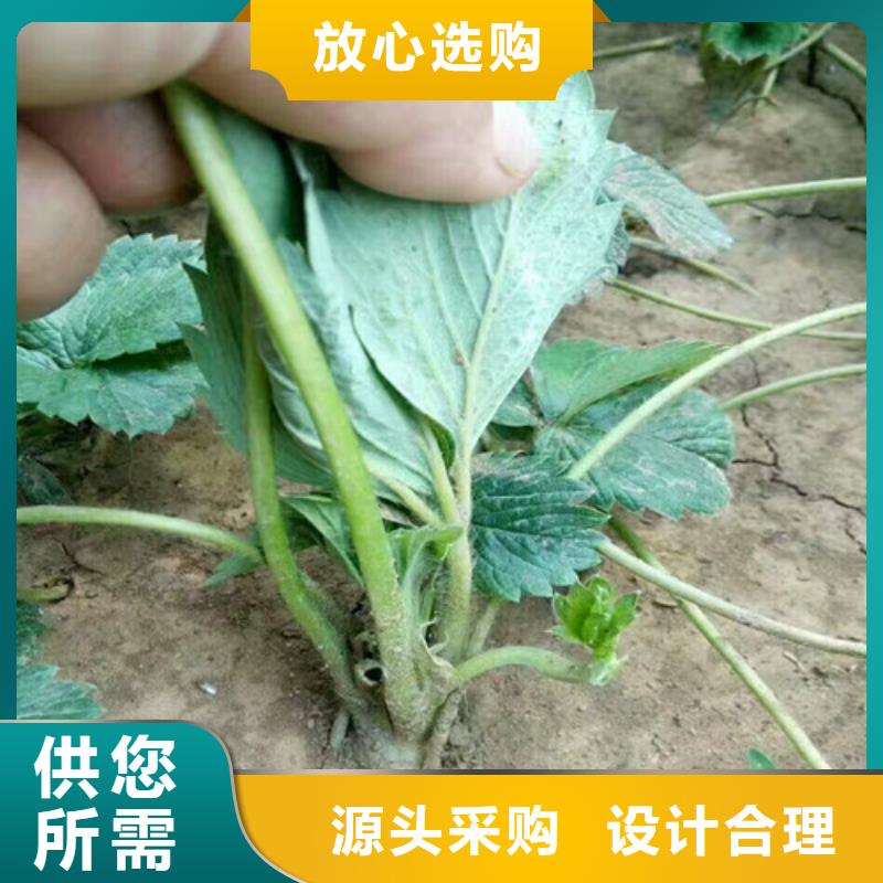 草莓苗阳光玫瑰葡萄树苗匠心制造