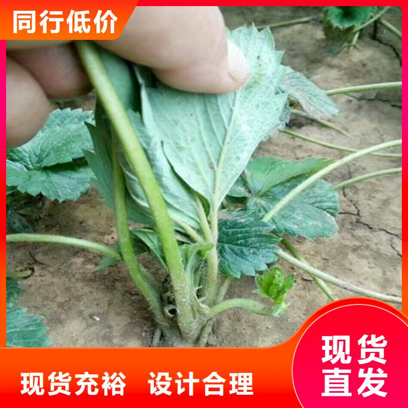 草莓苗_香梨树苗大品牌值得信赖