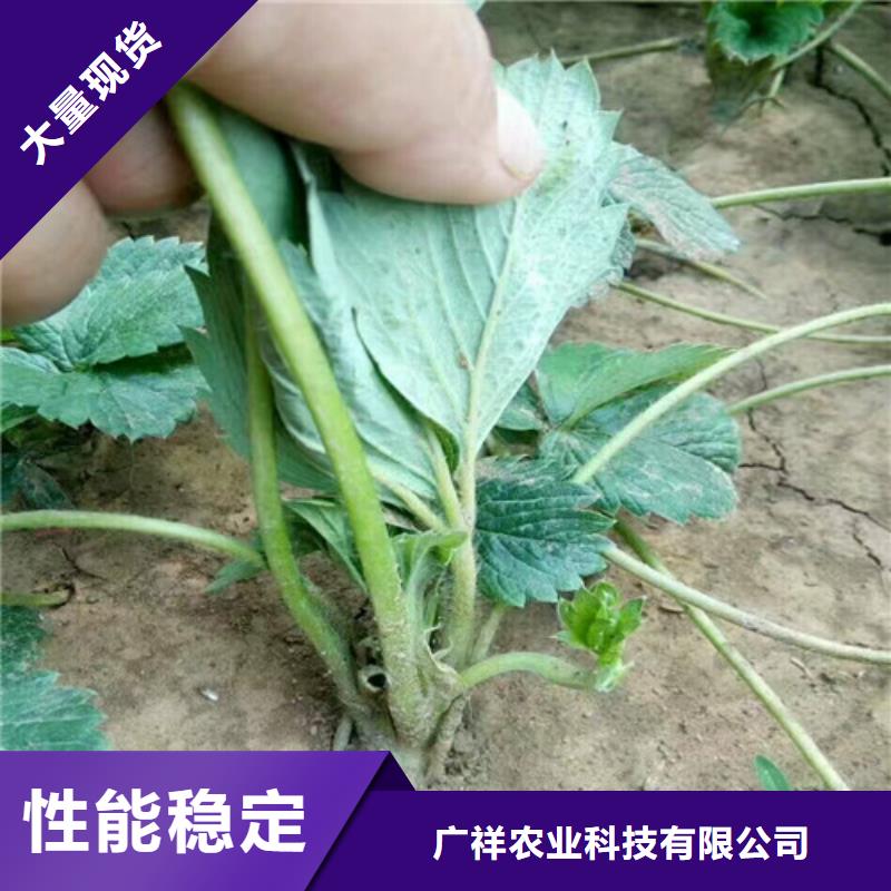 草莓苗藍寶石葡萄苗符合行業(yè)標準