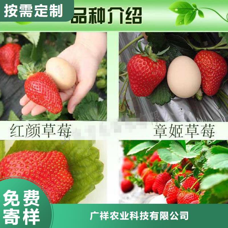 草莓苗蓝宝石葡萄苗价格实惠工厂直供