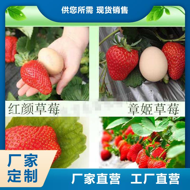 草莓苗莫妮卡西梅树苗一对一为您服务
