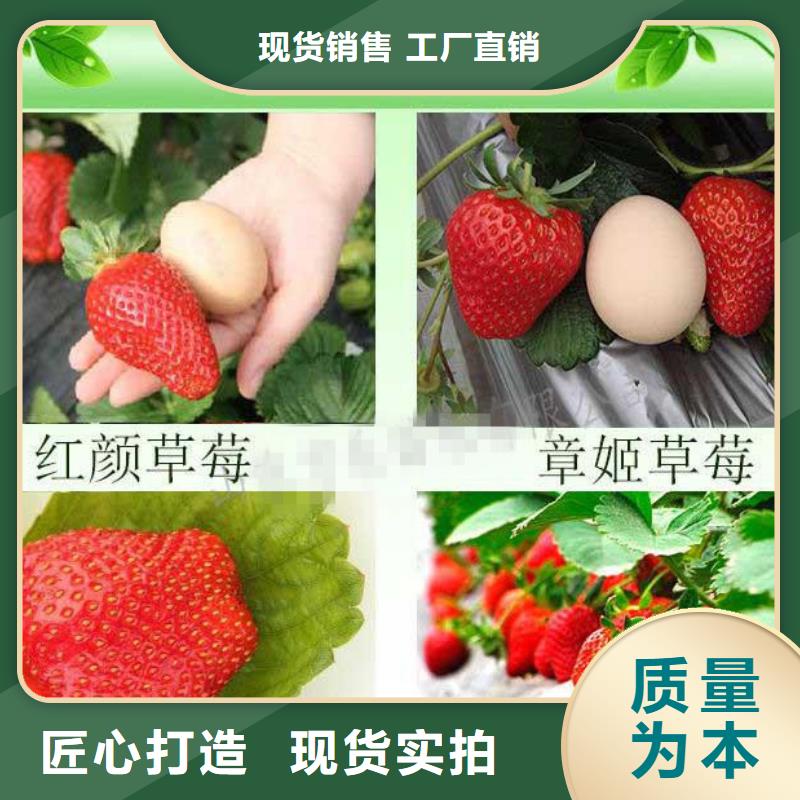 草莓苗徐香獼猴桃樹苗產(chǎn)品細(xì)節(jié)參數(shù)