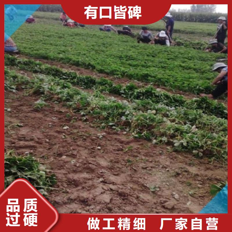 草莓苗 葡萄苗精心打造