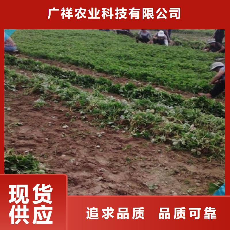 草莓苗_蘋果苗基地使用方法