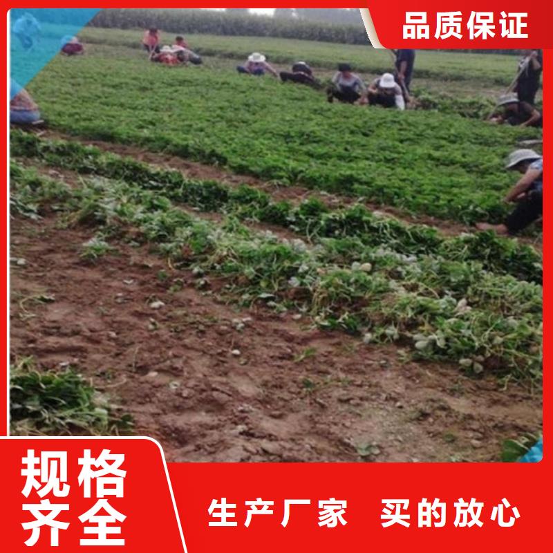 草莓苗,紅富士蘋(píng)果樹(shù)苗好貨直銷(xiāo)