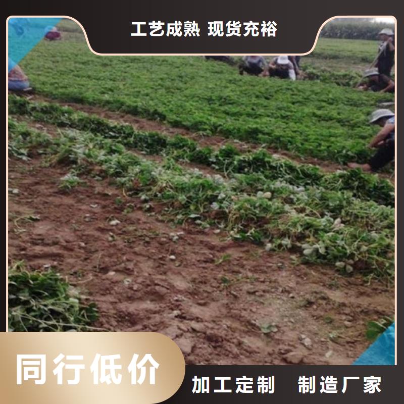 草莓苗黃桃樹苗行業(yè)優(yōu)選