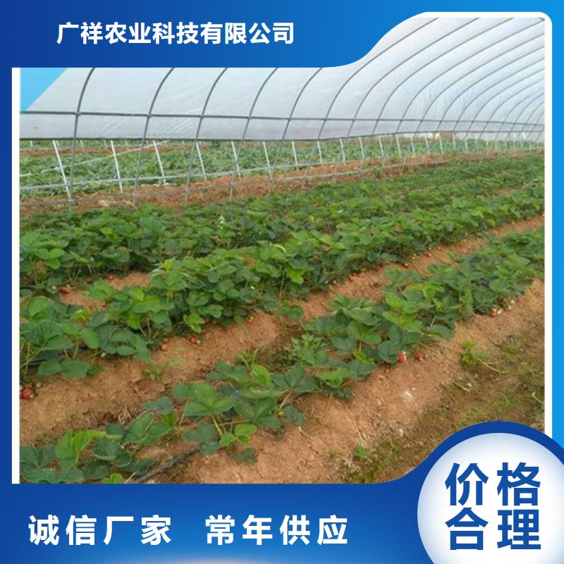 草莓苗_红油香椿树苗有口皆碑