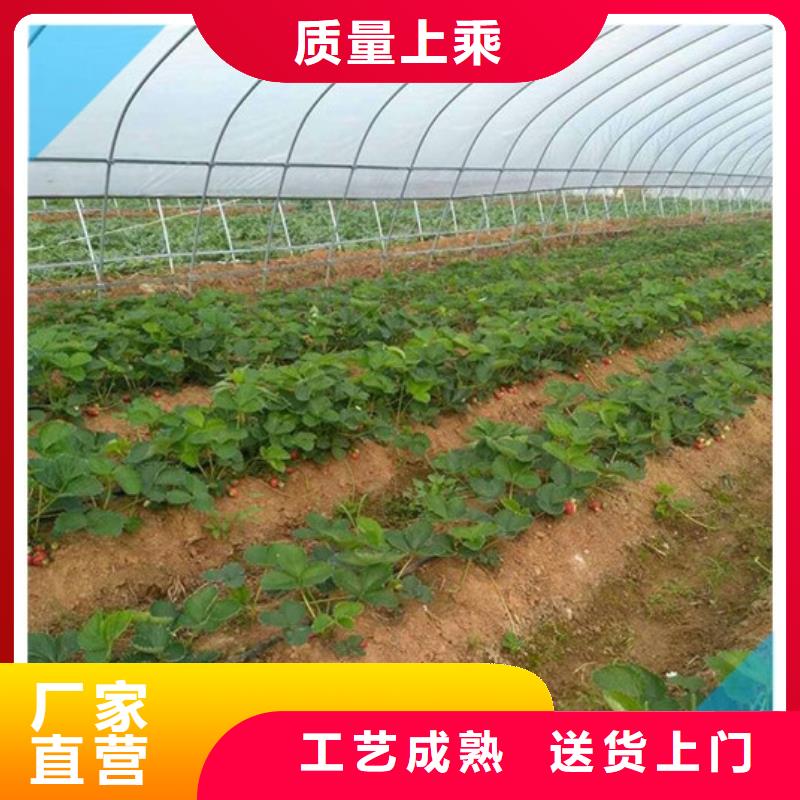 草莓苗果樹苗廠家規(guī)格全