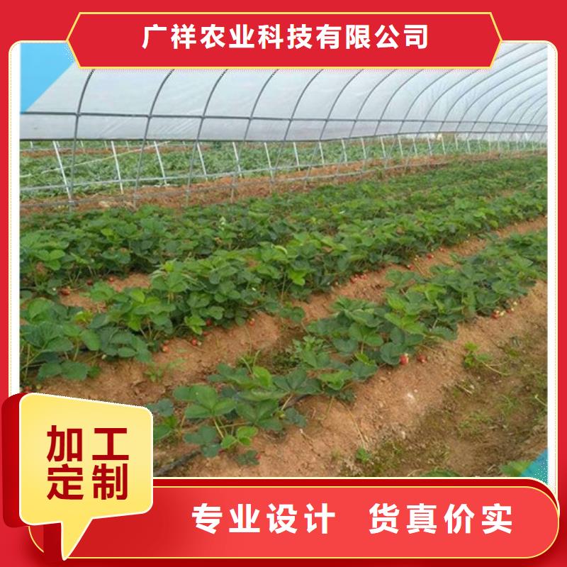 【草莓苗櫻桃苗誠信經(jīng)營】