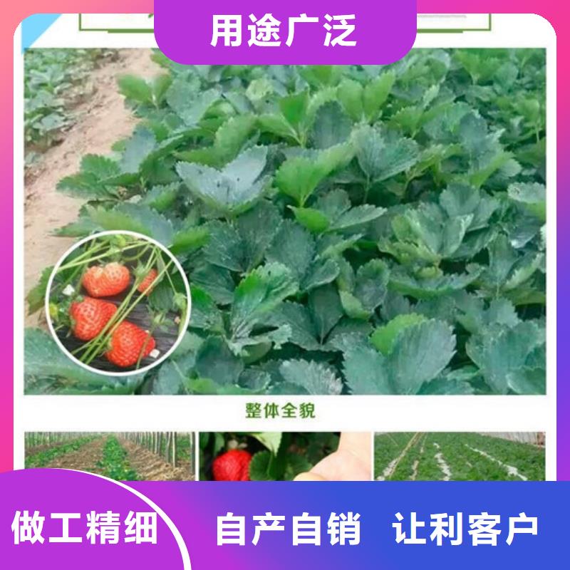 草莓苗冬雪蜜桃樹苗廠家