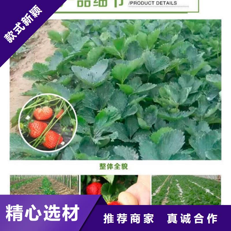 草莓苗 果樹苗批發(fā)基地廠家技術(shù)完善