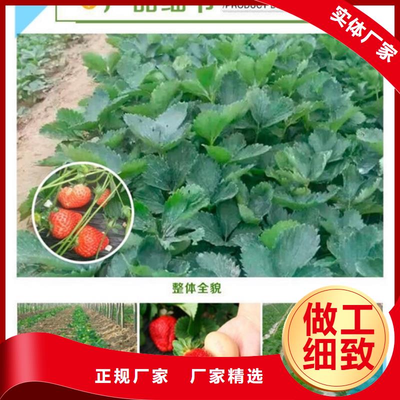 草莓苗,蓝宝石葡萄苗一手货源源头厂家