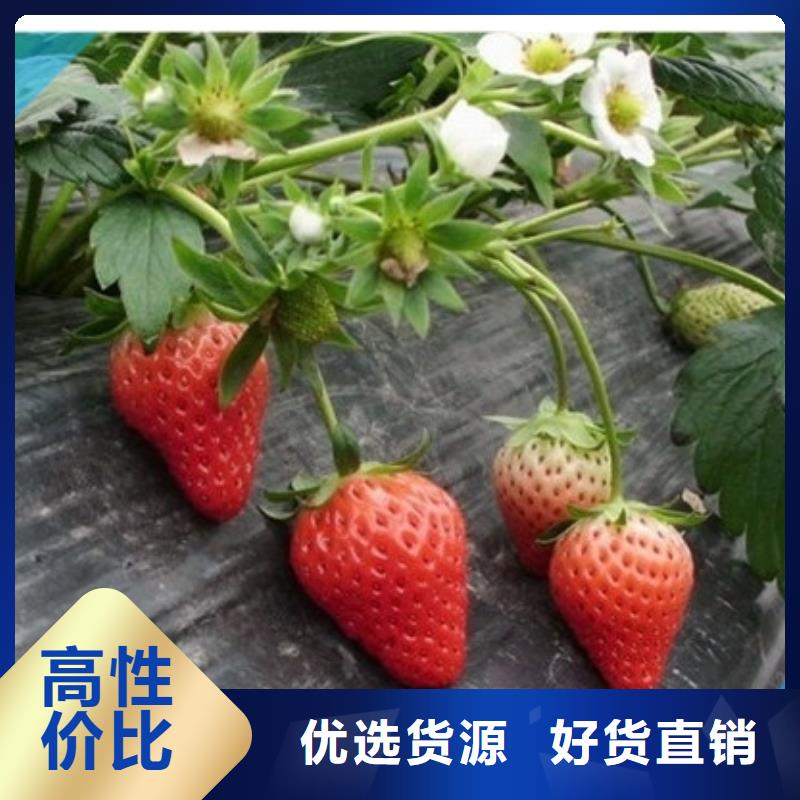 草莓苗莫妮卡西梅树苗一对一为您服务