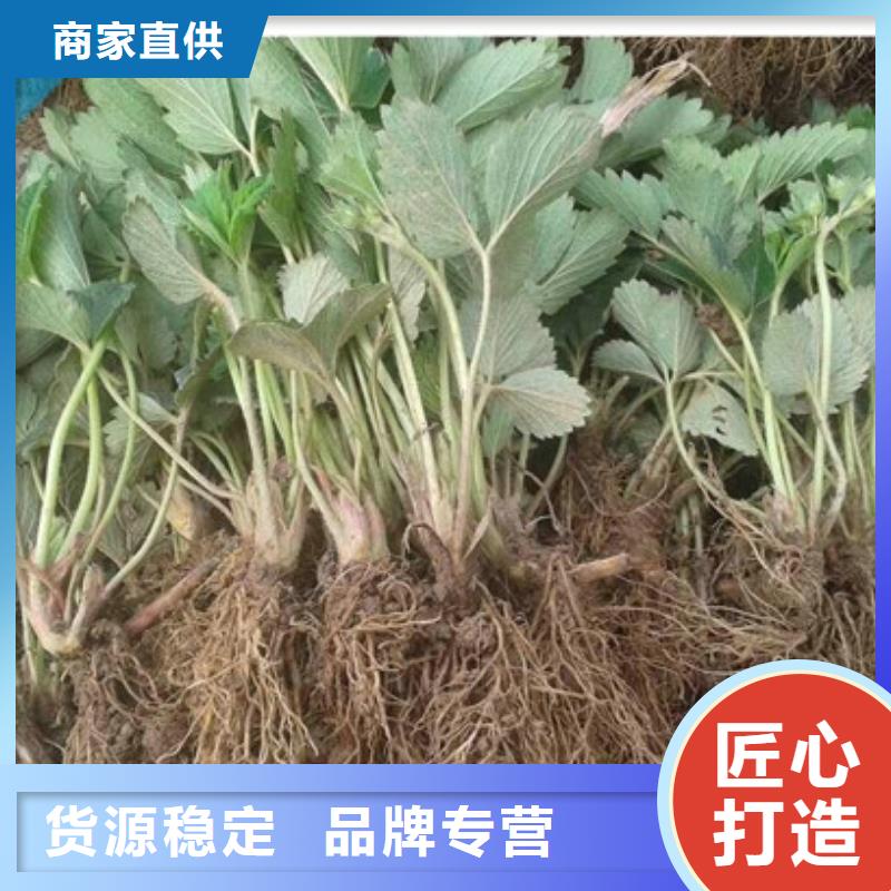 草莓苗大棚草莓苗厂家直营