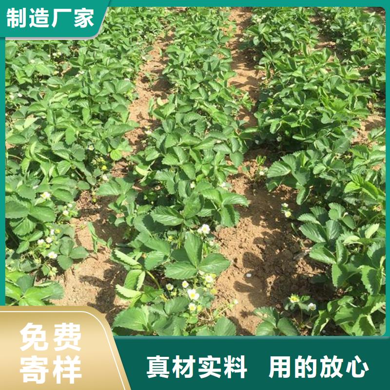 草莓苗-柱状梨树苗现货充足量大优惠