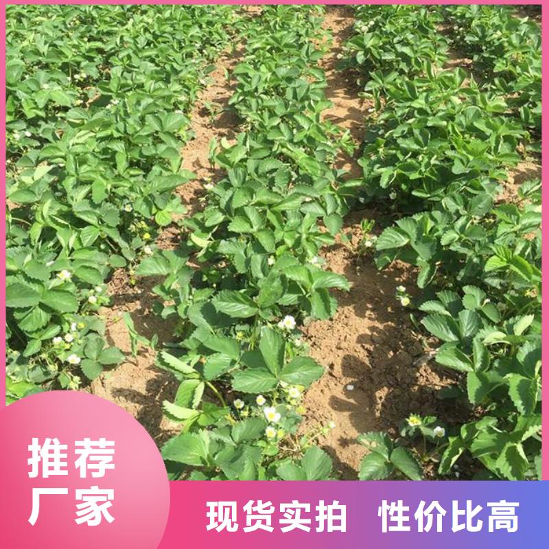 草莓苗-草莓苗价格源头工厂量大优惠