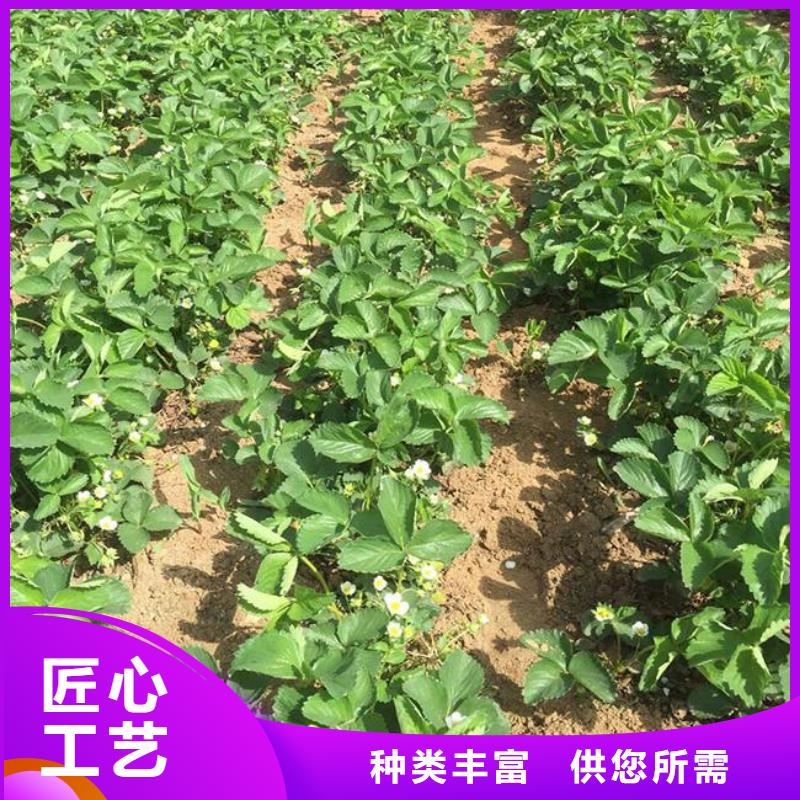 草莓苗莫妮卡西梅树苗一对一为您服务
