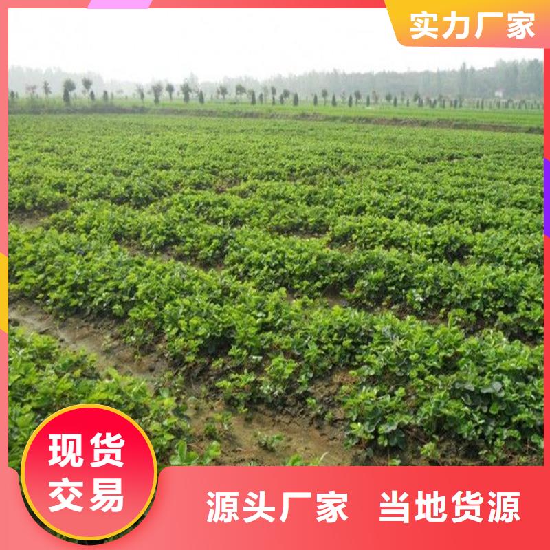 草莓苗紅顏草莓當(dāng)?shù)刎浽?></div>
				 
					                           <!--  判斷下如果客戶有視頻，顯示這段-->
                        <div   id=