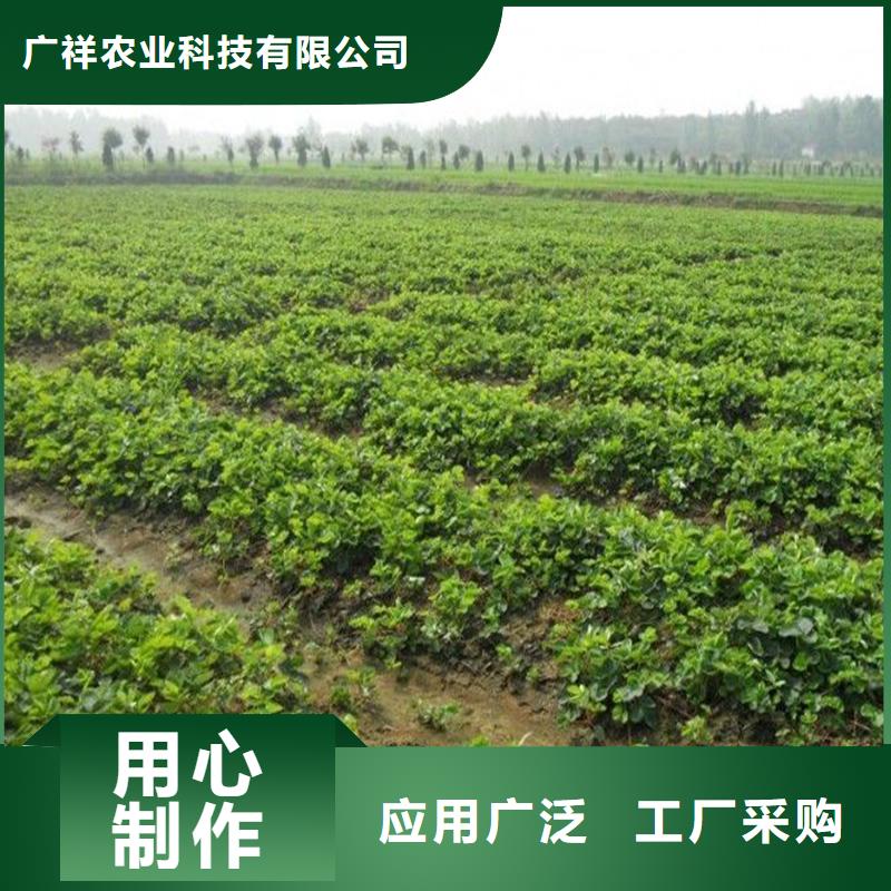 草莓苗,大棚草莓苗質(zhì)檢合格出廠