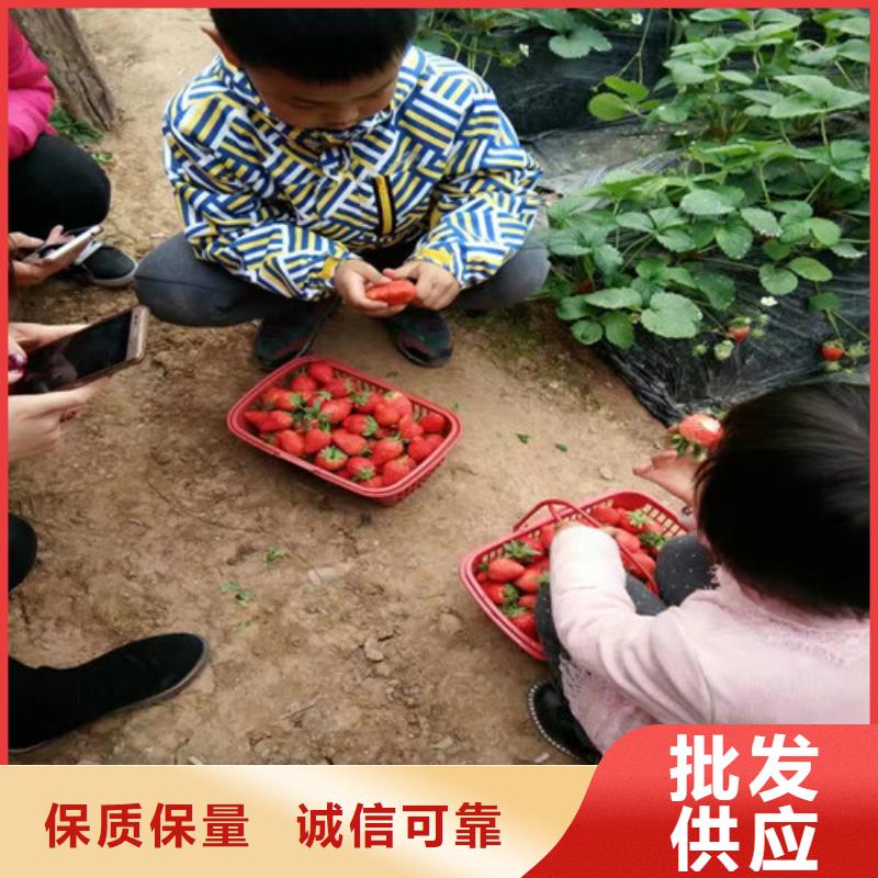 草莓苗大棚草莓苗一手价格