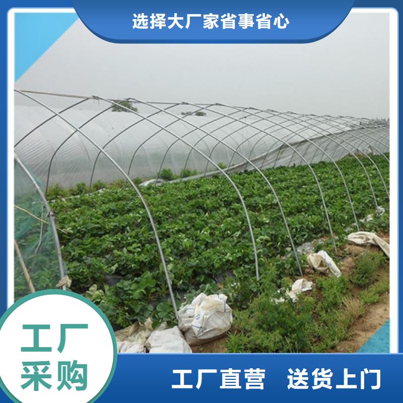 草莓苗阳光玫瑰葡萄树苗匠心制造