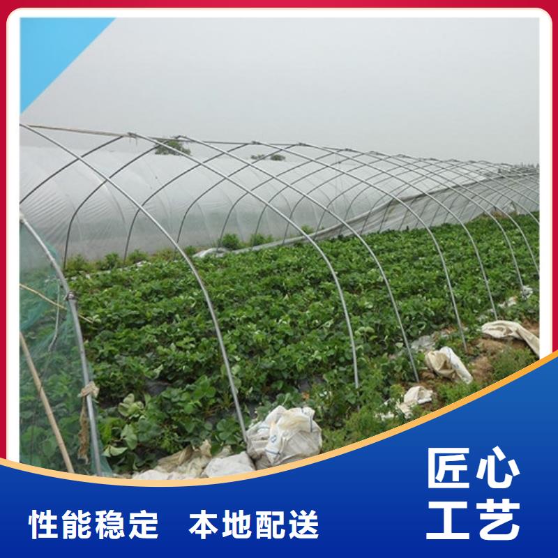 草莓苗花椒樹苗市場行情