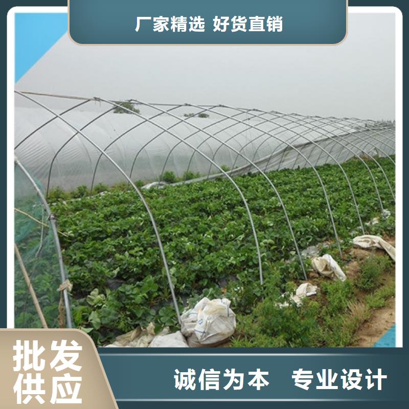 草莓苗 葡萄苗精心打造