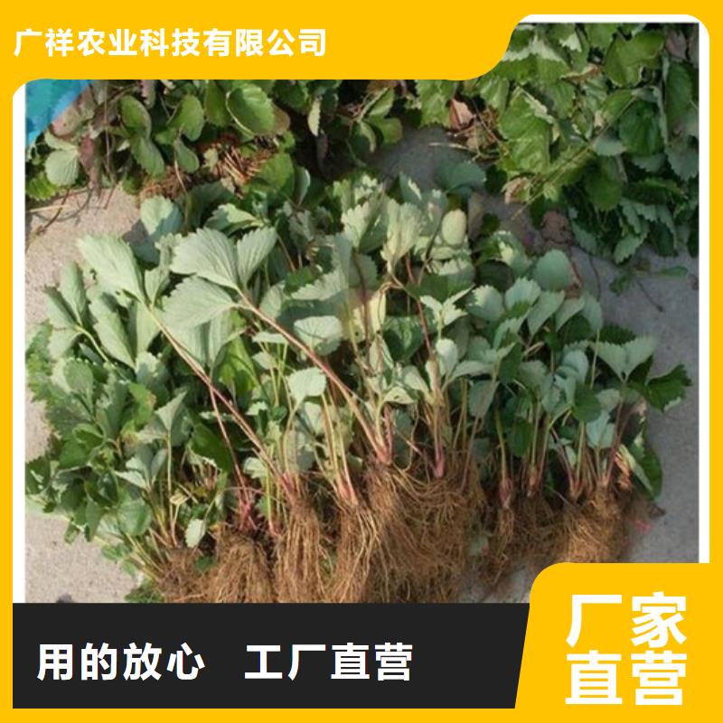 草莓苗_【白桃樹苗】現(xiàn)貨直發(fā)