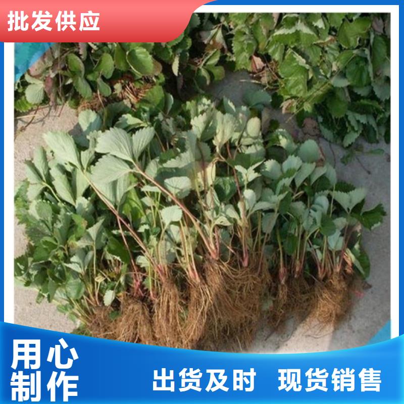 【草莓苗 梨樹苗廠家現(xiàn)貨供應(yīng)】