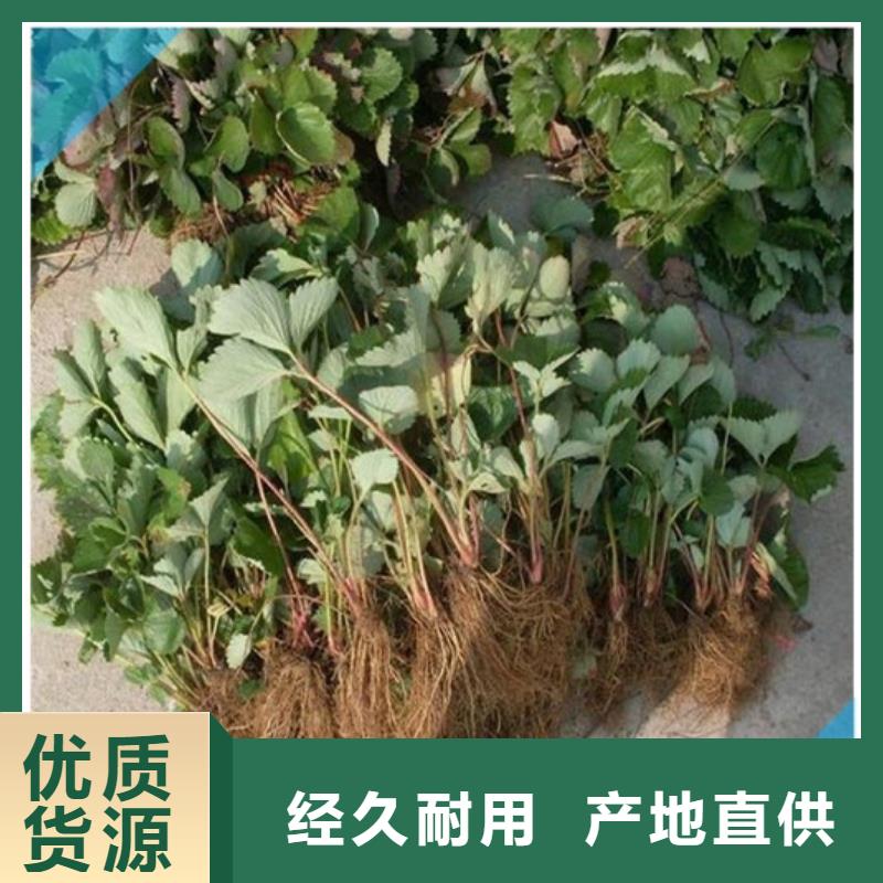 草莓苗 火箭大櫻桃樹苗精工打造