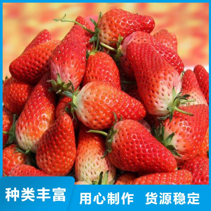 草莓苗毛蟠桃樹苗基地一站式廠家
