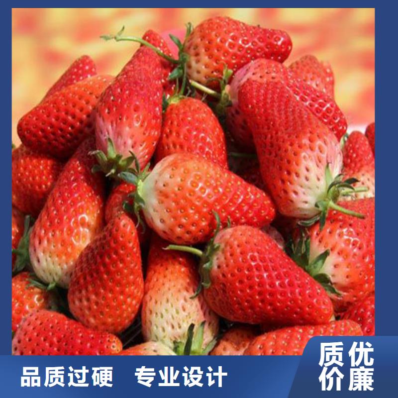 草莓苗 果樹苗批發(fā)基地用心做產品