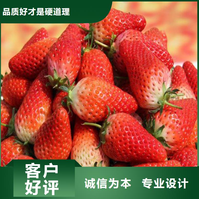 草莓苗-草莓苗价格源头工厂量大优惠