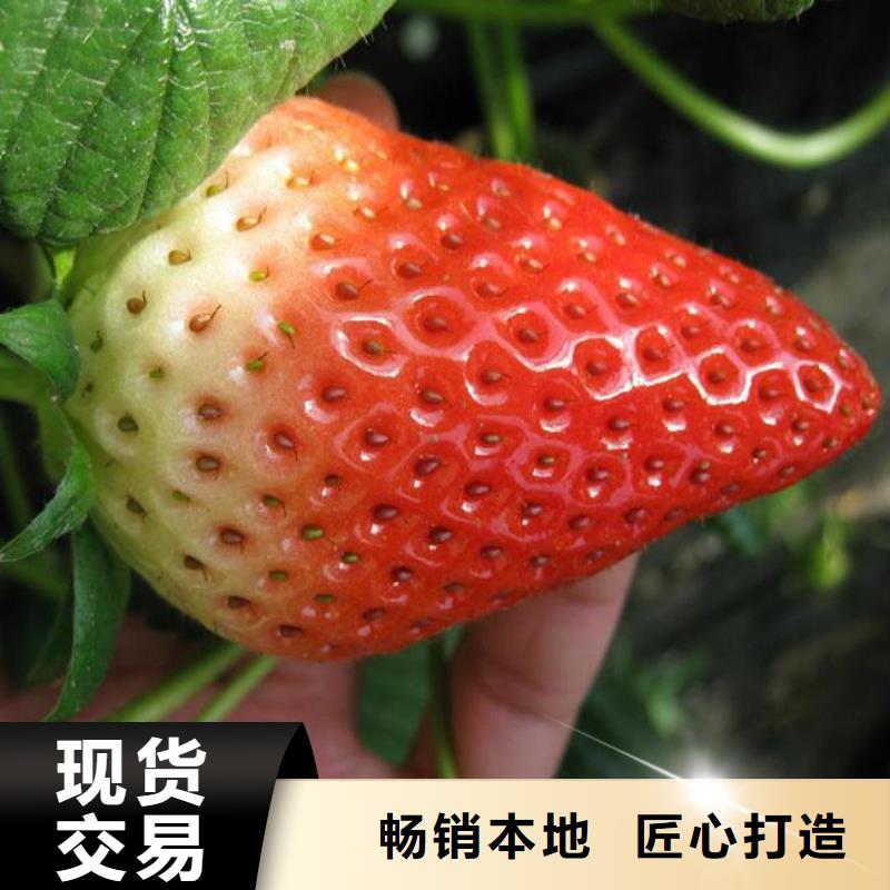草莓苗-胭脂脆桃樹苗品質(zhì)優(yōu)選