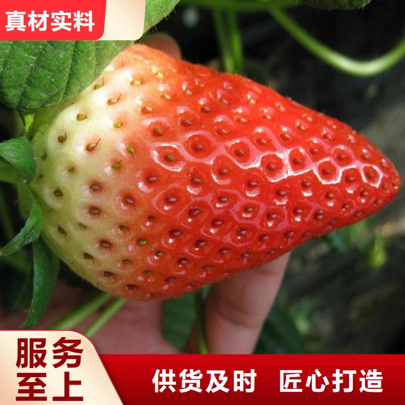 草莓苗-果樹(shù)苗甄選好物
