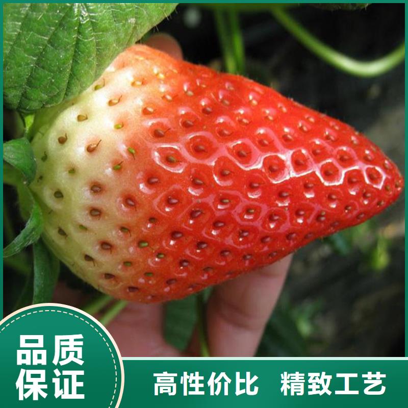 【草莓苗】梨树苗加工定制